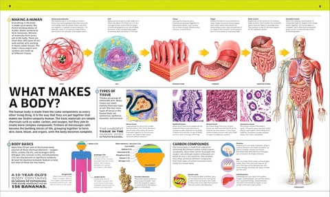 Knowledge Encyclopedia. Human Body! - фото 2