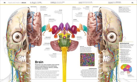 Knowledge Encyclopedia. Human Body! - фото 4