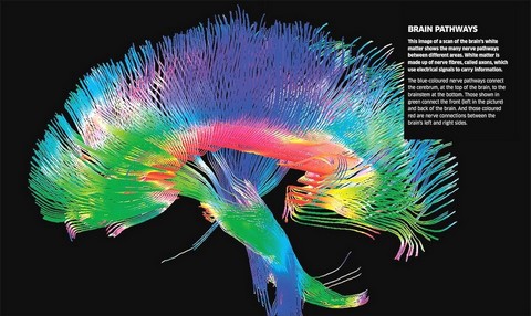 Knowledge Encyclopedia. Human Body! - фото 5