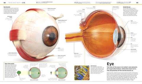 Knowledge Encyclopedia. Human Body! - фото 6