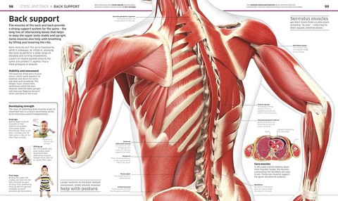 Knowledge Encyclopedia. Human Body! - фото 7