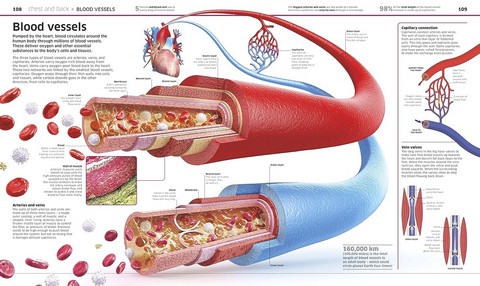 Knowledge Encyclopedia. Human Body! - фото 9