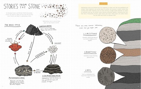 Stones and Bones. Fossils and the stories they tell - фото 3