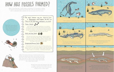 Stones and Bones. Fossils and the stories they tell - фото 4