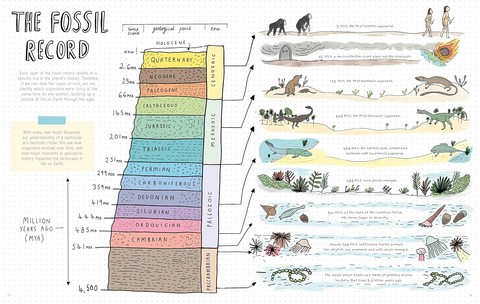 Stones and Bones. Fossils and the stories they tell - фото 5