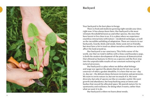 Eat Weeds. A field guide to foraging: how to identify, harvest, eat and use wild plants - фото 5