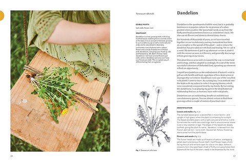 Eat Weeds. A field guide to foraging: how to identify, harvest, eat and use wild plants - фото 7
