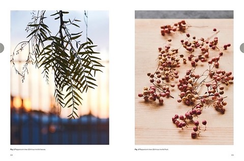 Eat Weeds. A field guide to foraging: how to identify, harvest, eat and use wild plants - фото 8