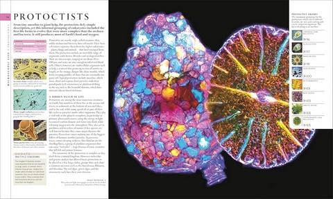 The Natural History Book. The Ultimate Visual Guide to Everything on Earth - фото 3