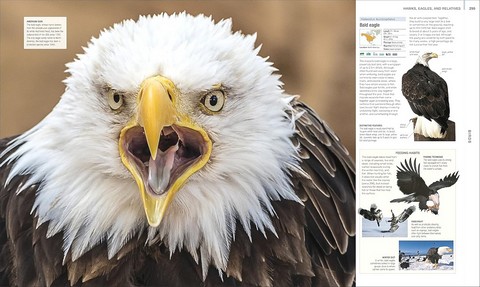 Animal. The Definitive Visual Guide - фото 5