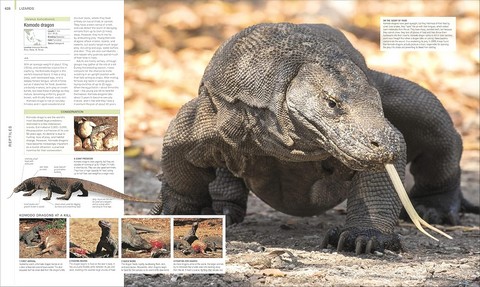 Animal. The Definitive Visual Guide - фото 6