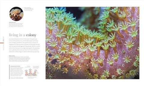 Science of the Ocean - фото 5