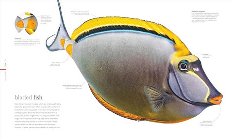 Science of the Ocean - фото 6