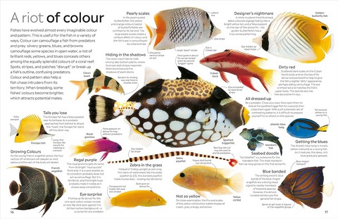 Fish - фото 3