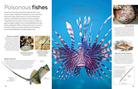 Fish - фото 5