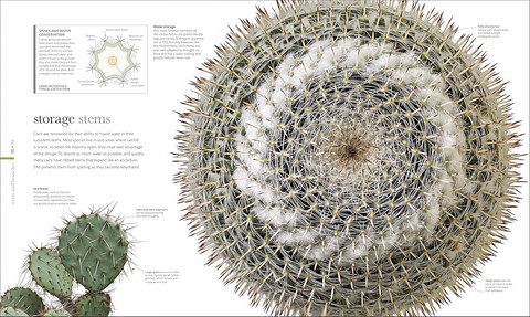 The Science of Plants: Inside Their Secret World - фото 4