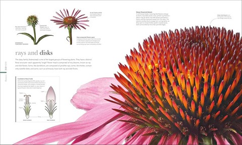 The Science of Plants: Inside Their Secret World - фото 8