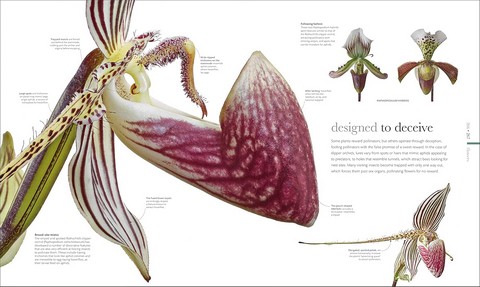 The Science of Plants: Inside Their Secret World - фото 9