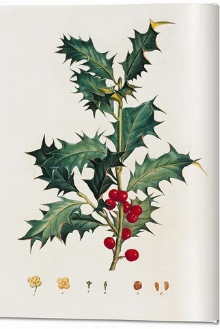 A Garden Eden. Masterpieces of Botanical Illustration - фото 2
