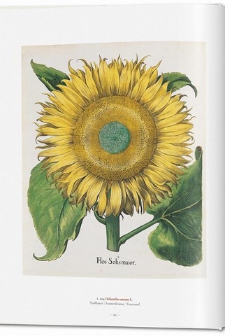 A Garden Eden. Masterpieces of Botanical Illustration - фото 6