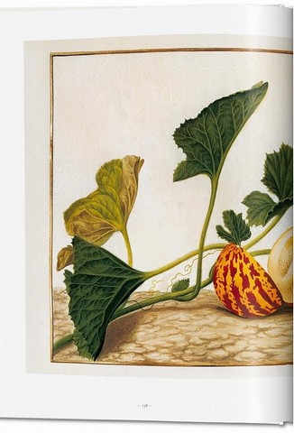 A Garden Eden. Masterpieces of Botanical Illustration - фото 8