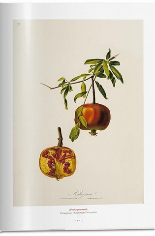 A Garden Eden. Masterpieces of Botanical Illustration - фото 13