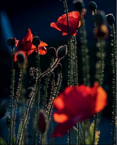 The Super Bloom Handbook. Maximum flowers. Minimum effort - фото 5