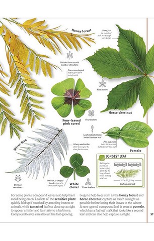 Trees, Leaves, Flowers and Seeds - фото 3