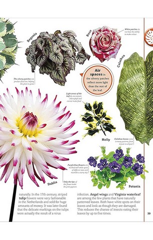 Trees, Leaves, Flowers and Seeds - фото 5