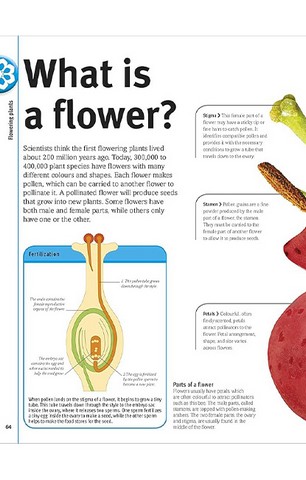 Trees, Leaves, Flowers and Seeds - фото 6