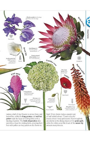 Trees, Leaves, Flowers and Seeds - фото 9