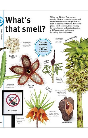 Trees, Leaves, Flowers and Seeds - фото 10