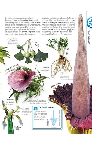 Trees, Leaves, Flowers and Seeds - фото 11