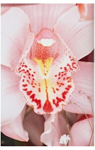 Araki - фото 3