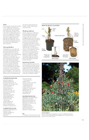 RHS Encyclopedia of Gardening - фото 7