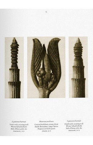 Karl Blossfeldt. The Complete Published Work (Bibliotheca Universalis) - фото 5