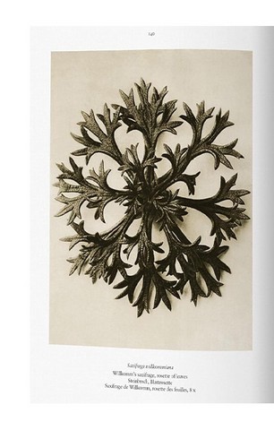 Karl Blossfeldt. The Complete Published Work (Bibliotheca Universalis) - фото 6
