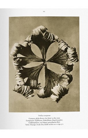 Karl Blossfeldt. The Complete Published Work (Bibliotheca Universalis) - фото 7