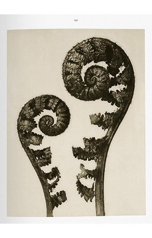 Karl Blossfeldt. The Complete Published Work (Bibliotheca Universalis) - фото 11