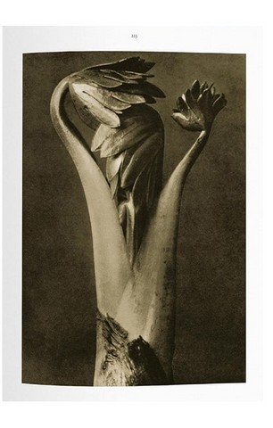 Karl Blossfeldt. The Complete Published Work (Bibliotheca Universalis) - фото 13