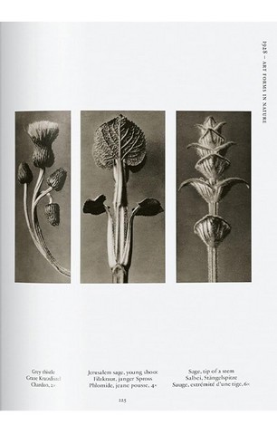 Karl Blossfeldt. The Complete Published Work. 45th Ed. - фото 11