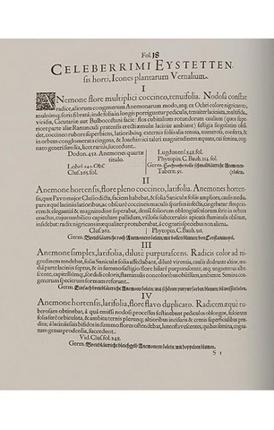 Basilius Besler. The Garden at Eichstatt (в 3-х томах) - фото 5