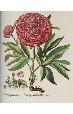 Basilius Besler. The Garden at Eichstatt (в 3-х томах) - фото 12