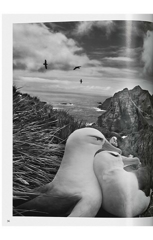 Sebastiao Salgado. Genesis - фото 8