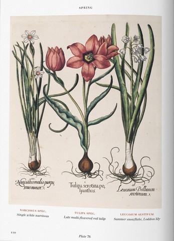 Basilius Besler. Florilegium. The Book of Plants - фото 4