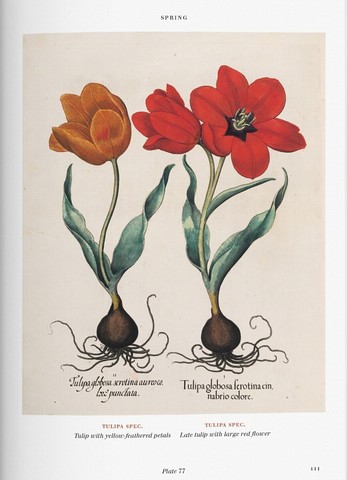 Basilius Besler. Florilegium. The Book of Plants - фото 5