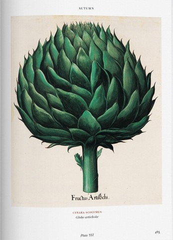 Basilius Besler. Florilegium. The Book of Plants - фото 13