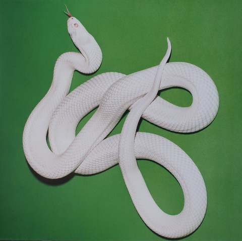 Deftones – Private Music (LP, Album, Clear) - фото 5
