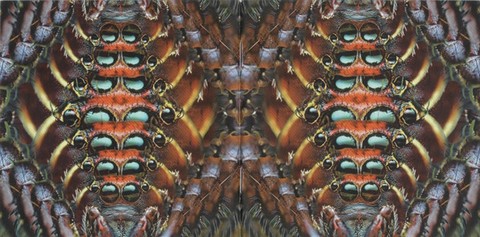 Gang Gang Dance – Eye Contact (CD, Album) - фото 4
