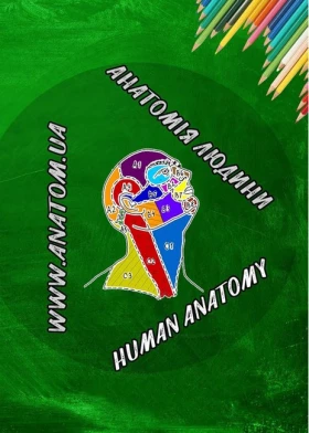 Анатомія людини. Контроль за самостійною підготовкою до практичних занять